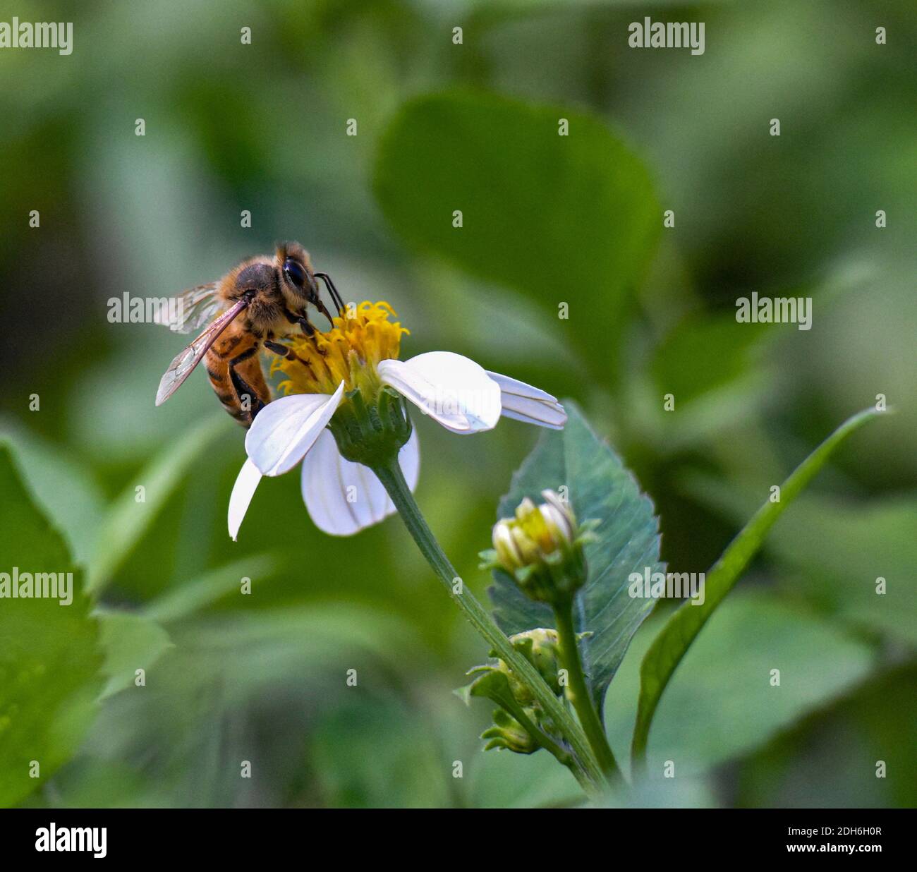 Busy Bee Foto Stock