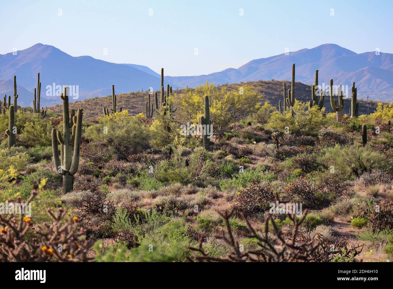 Saguaros inizia a fiorire in primavera Foto Stock