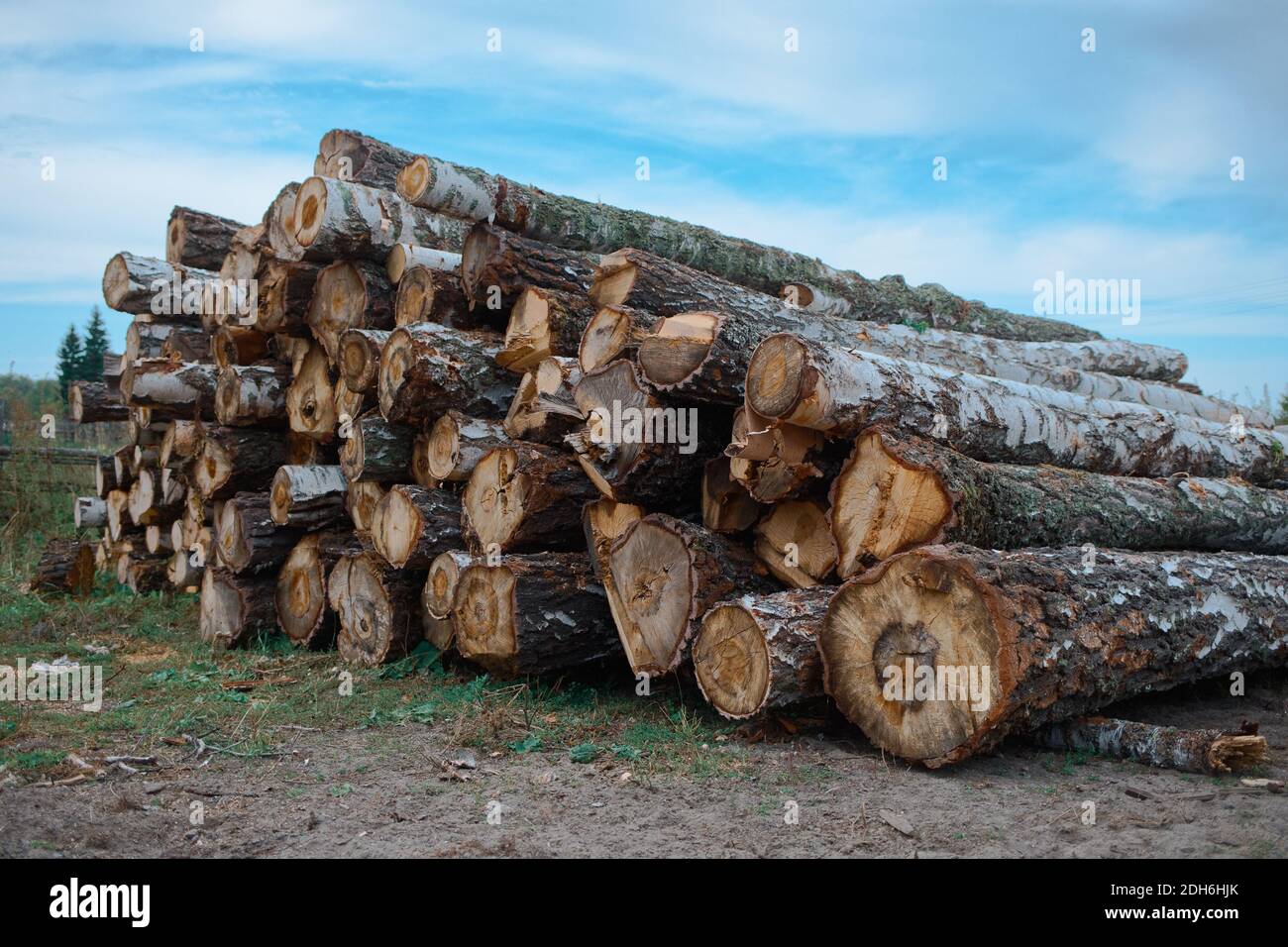 Tronchi di legno rotondi si trovano a terra. Raccolta del legname. Foto Stock