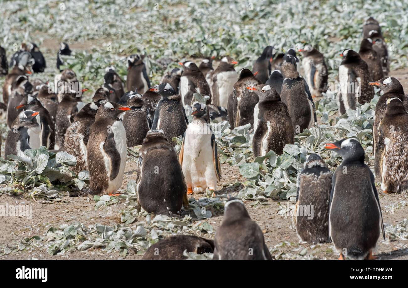 Pinguini Gentoo (pulcini che molgono) sull'isola di Saunders, Isole Falkland Foto Stock