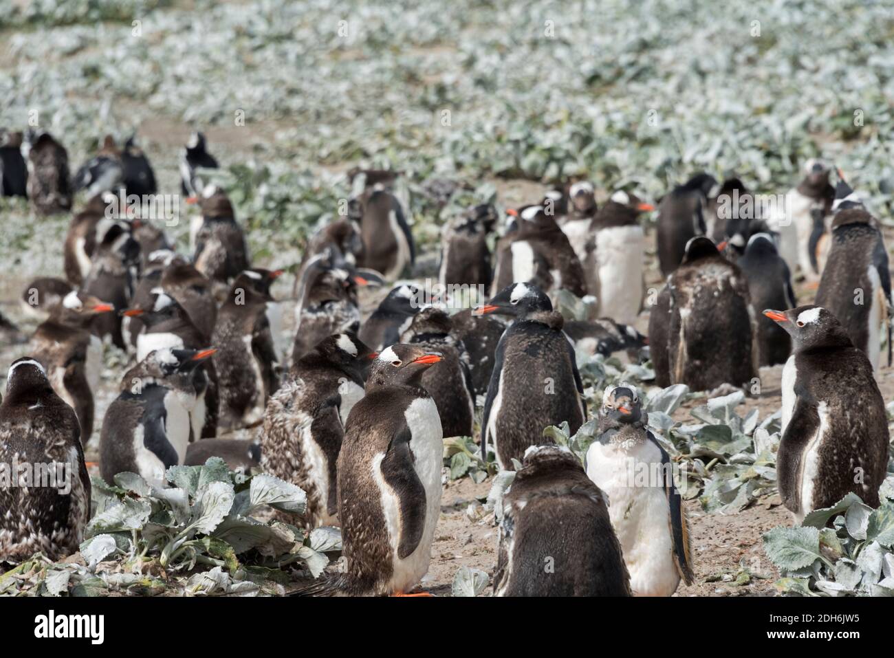 Pinguini Gentoo (pulcini che molgono) sull'isola di Saunders, Isole Falkland Foto Stock