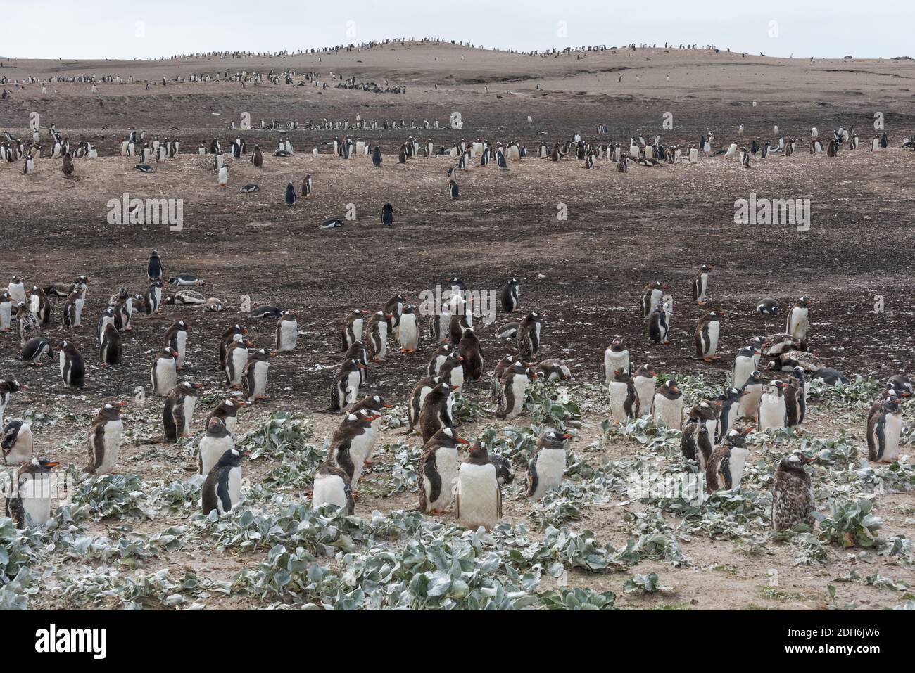 Pinguini Gentoo sull'isola di Saunders, Isole Falkland Foto Stock