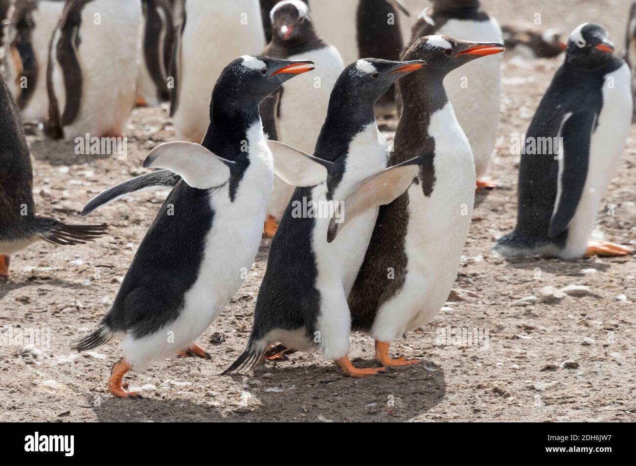 Pinguini Gentoo sull'isola di Saunders, Isole Falkland Foto Stock