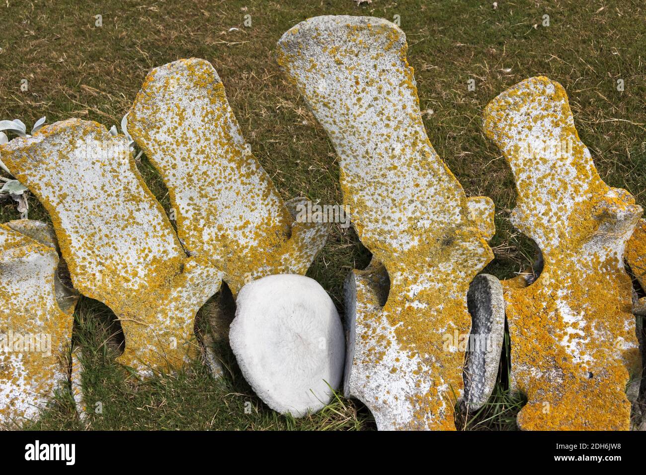 Disco dorsale di uno scheletro di balene, Saunders Island, Falkland Islands Foto Stock