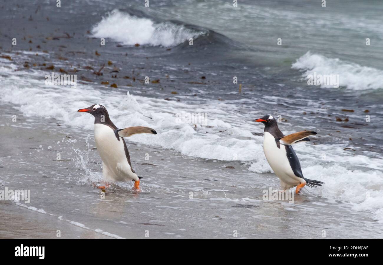 Pinguino Gentoo sulla spiaggia, Isola di Saunders, Isole Falkland Foto Stock