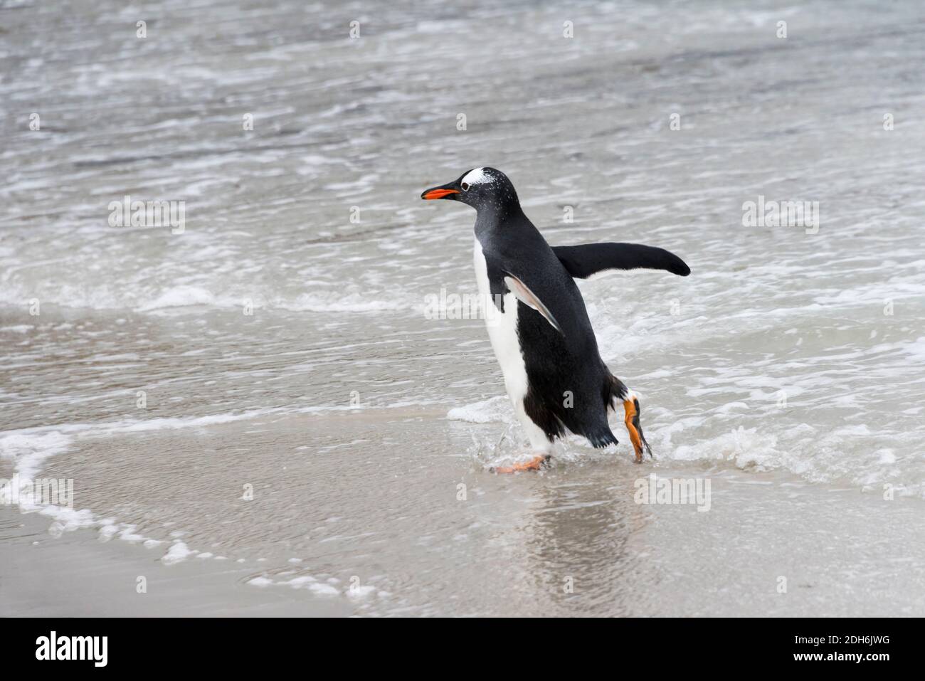 Pinguino Gentoo sulla spiaggia, Isola di Saunders, Isole Falkland Foto Stock