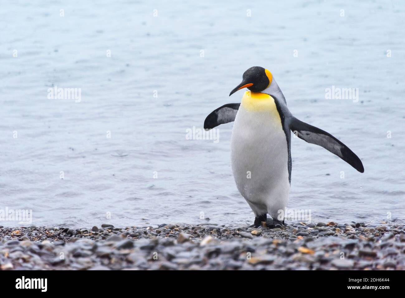 Re Pinguini sulla spiaggia, Isola di Prion, Georgia del Sud, Antartide Foto Stock