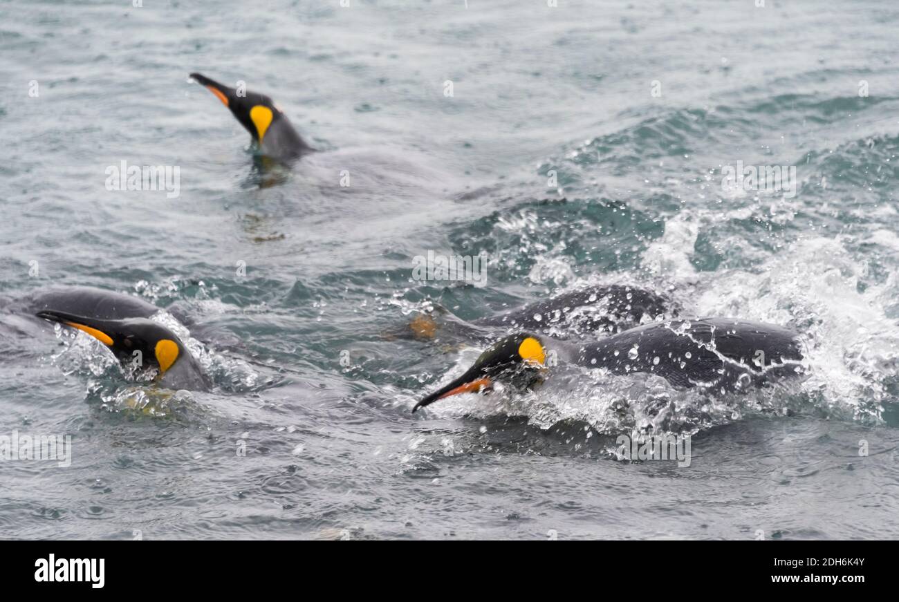 Re Pinguini nuotare nell'oceano, Isola di Prione, Georgia del Sud, Antartide Foto Stock