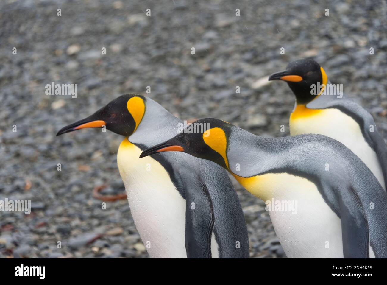Pinguini re sull'isola, Fortuna Bay, Georgia del Sud, Antartide Foto Stock