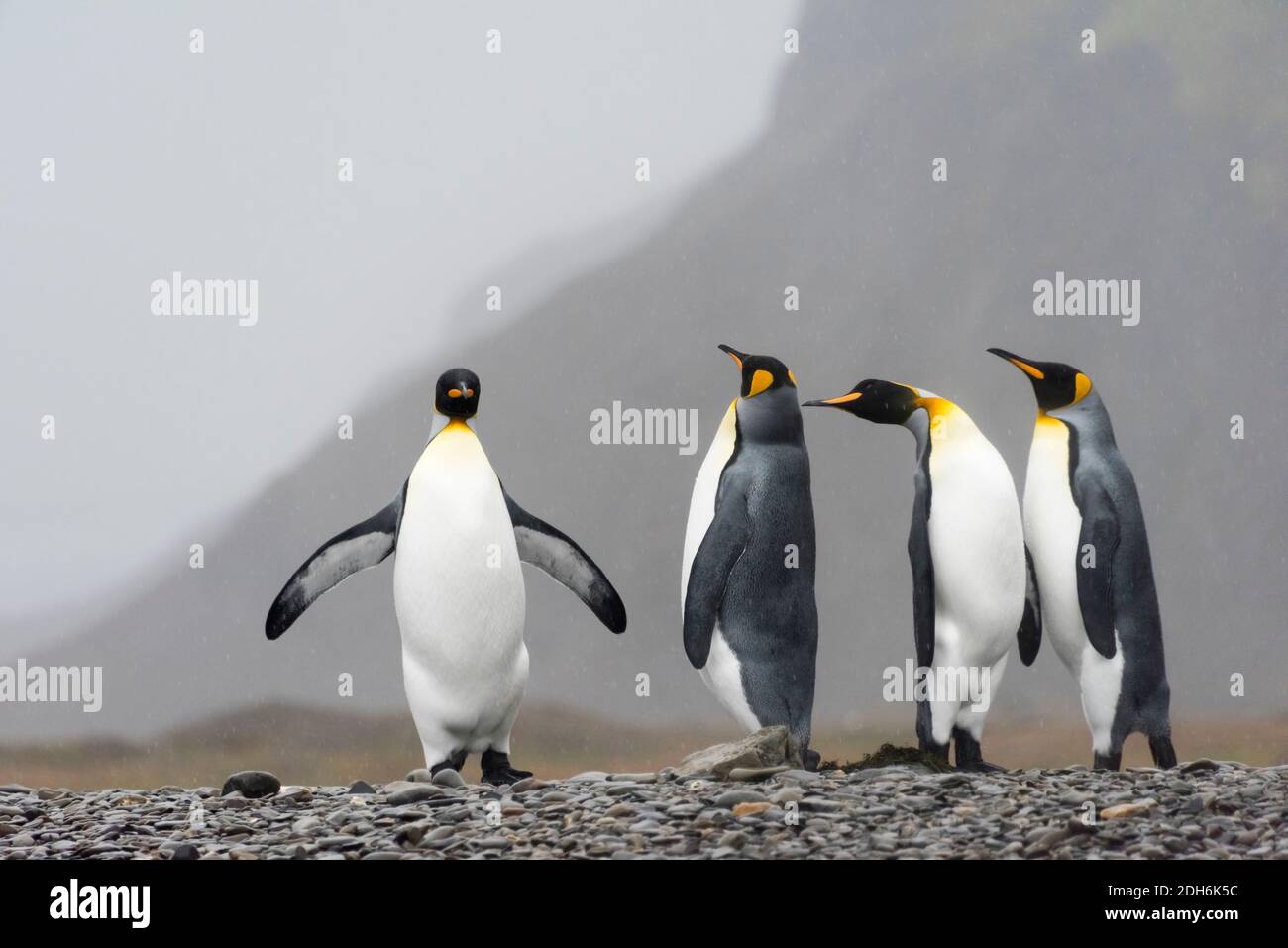 Pinguini re sull'isola, Fortuna Bay, Georgia del Sud, Antartide Foto Stock