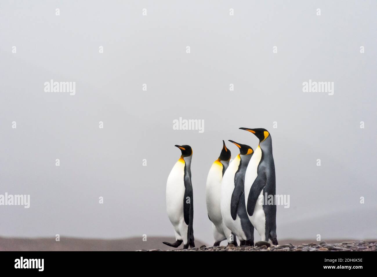 Pinguini re sull'isola, Fortuna Bay, Isola della Georgia del Sud Foto Stock