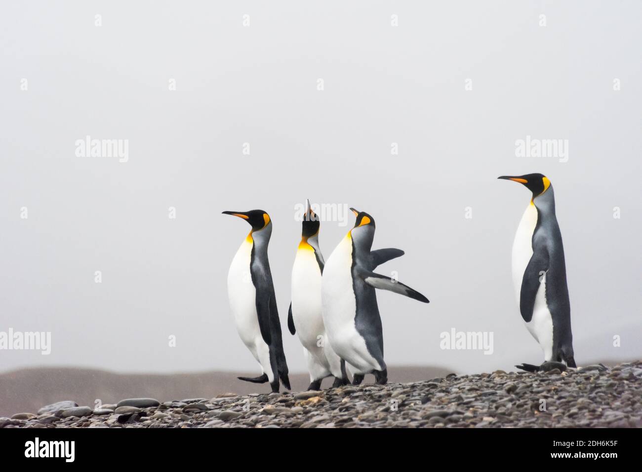 Pinguini re sull'isola, Fortuna Bay, Georgia del Sud, Antartide Foto Stock