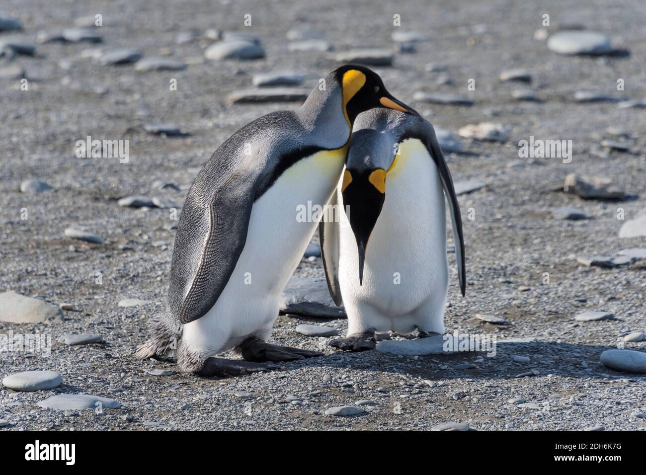 Pinguini re sulla spiaggia, Gold Harbour, Georgia del Sud, Antartide Foto Stock