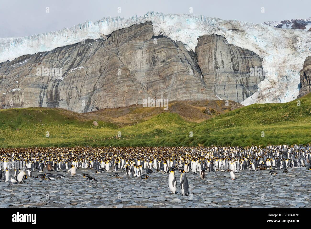 Pinguini re sulla spiaggia, Gold Harbour, Georgia del Sud, Antartide Foto Stock