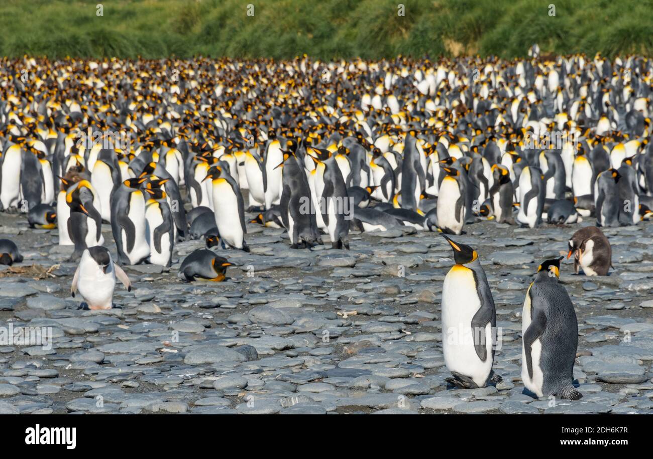 Pinguini re sulla spiaggia, Gold Harbour, Georgia del Sud, Antartide Foto Stock