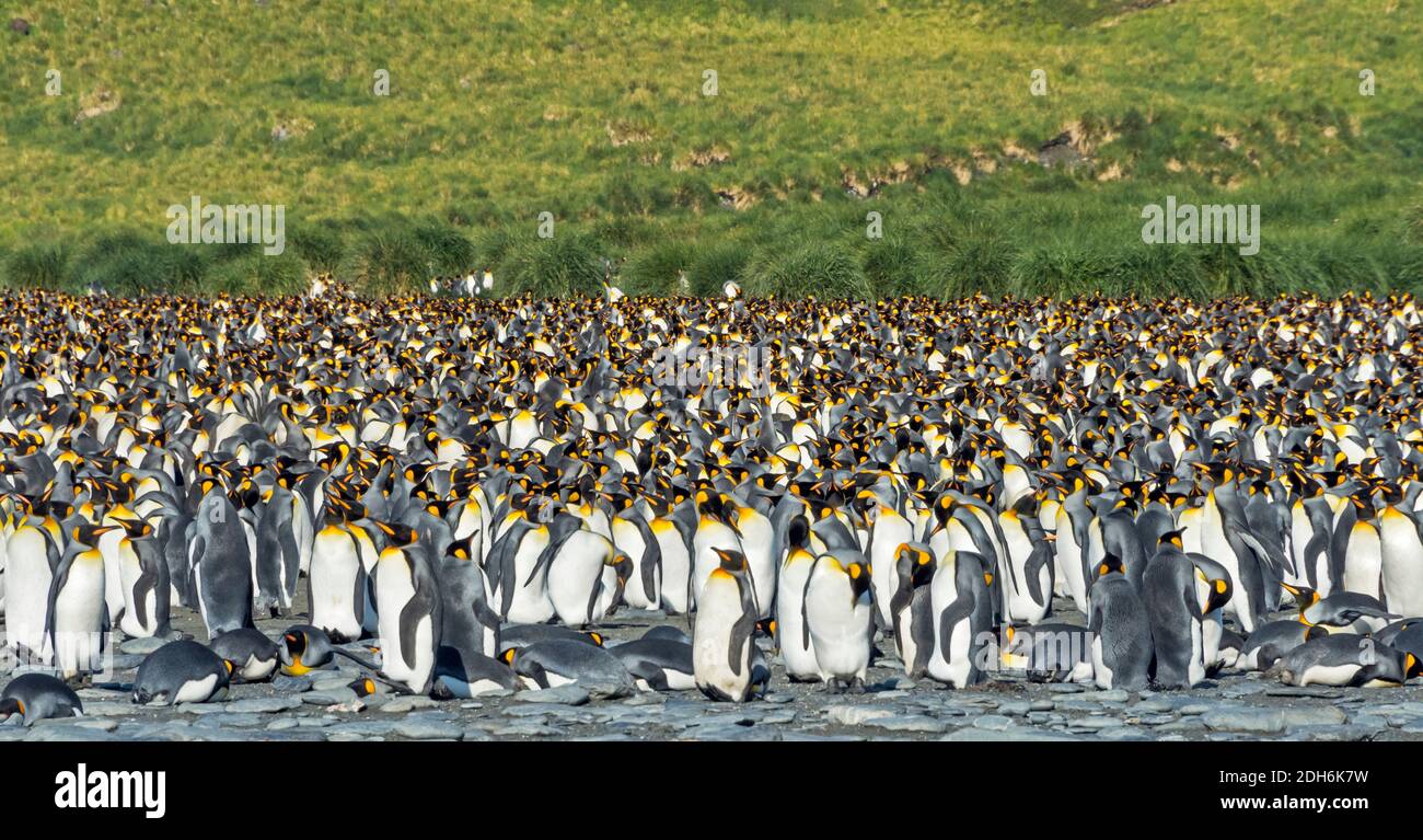 Pinguini re sulla spiaggia, Gold Harbour, Georgia del Sud, Antartide Foto Stock