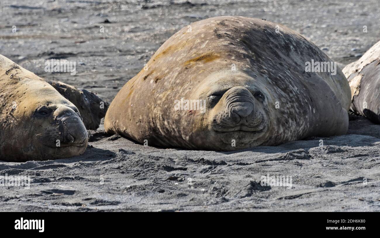 Elefante foche (Mirounga leonina) sulla spiaggia, Porto d'Oro, Georgia del Sud, Antartide Foto Stock