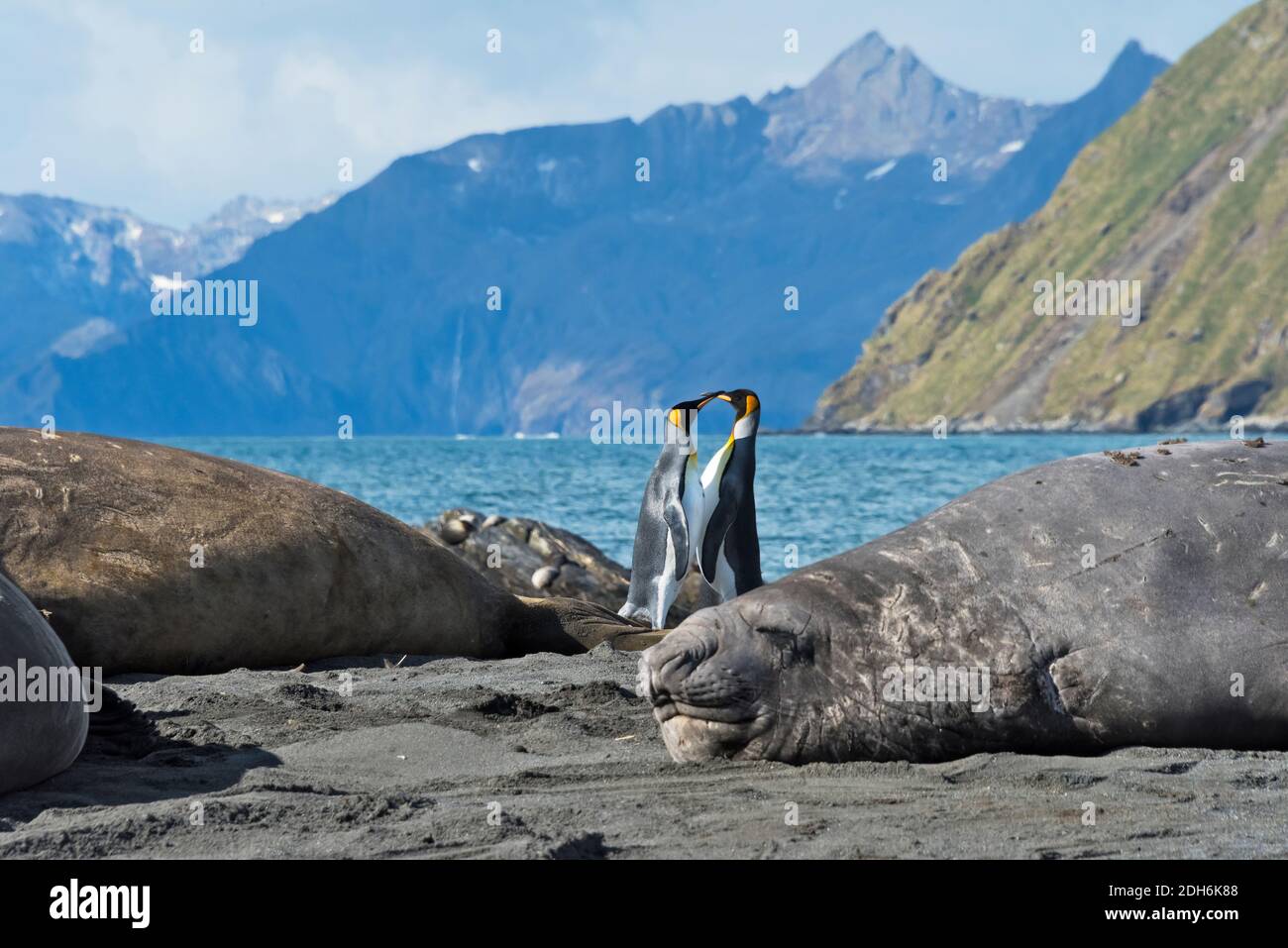 Elefanti foche (Mirounga leonina) e pinguini re sulla spiaggia, Gold Harbour, South Georgia Island Foto Stock
