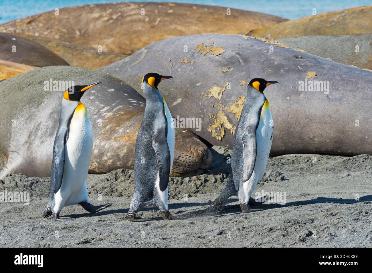 Elefanti foche (Mirounga leonina) e pinguini re sulla spiaggia, Gold Harbour, Georgia del Sud, Antartide Foto Stock