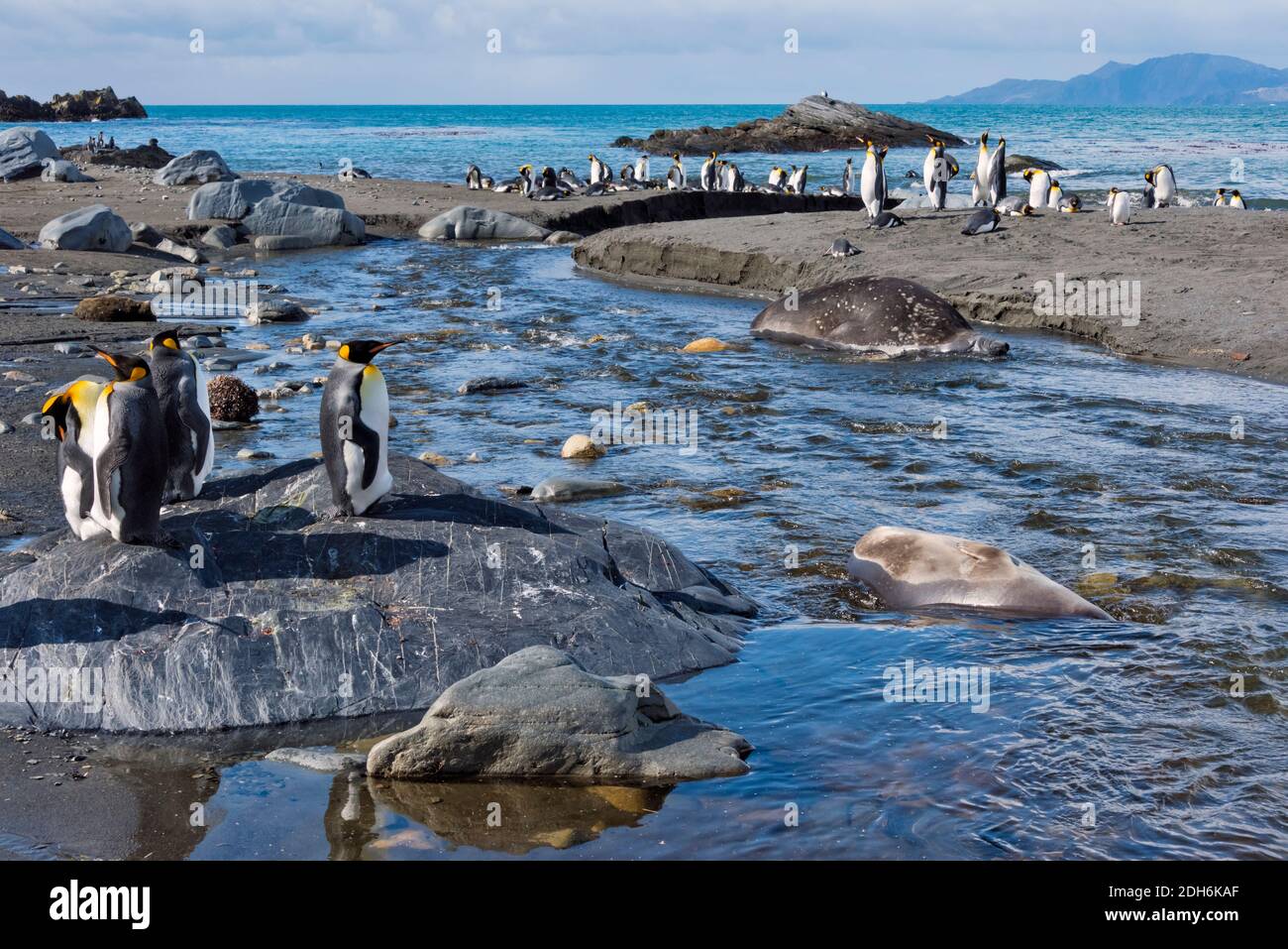 Elefante foca e pinguini re sulla spiaggia, Gold Harbour, South Georgia Island Foto Stock