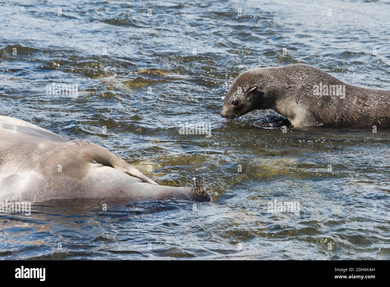 Foca di pelliccia antartica (Arctocephalus gazella) e foca di elefante nell'oceano, Porto d'oro, Isola della Georgia del Sud Foto Stock