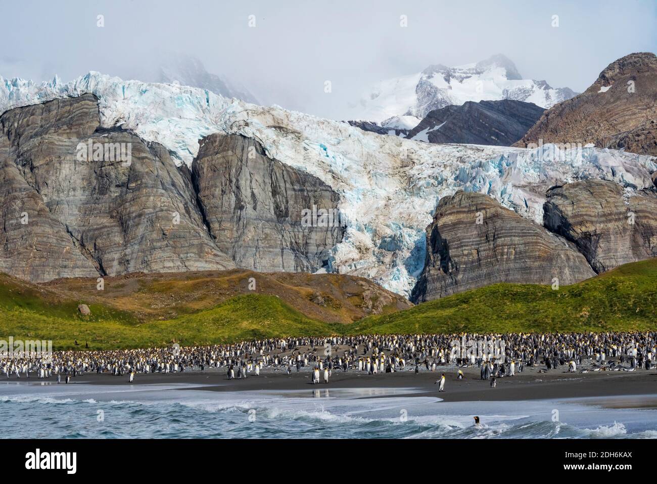 Re Pinguini sulla spiaggia, Gold Harbour, Georgia del Sud, Antartide Foto Stock