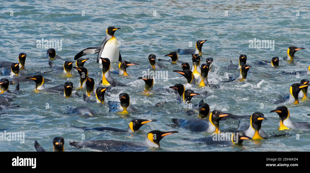 Re Pinguini nuotare nell'Oceano Atlantico del Sud, Isola della Georgia del Sud Foto Stock