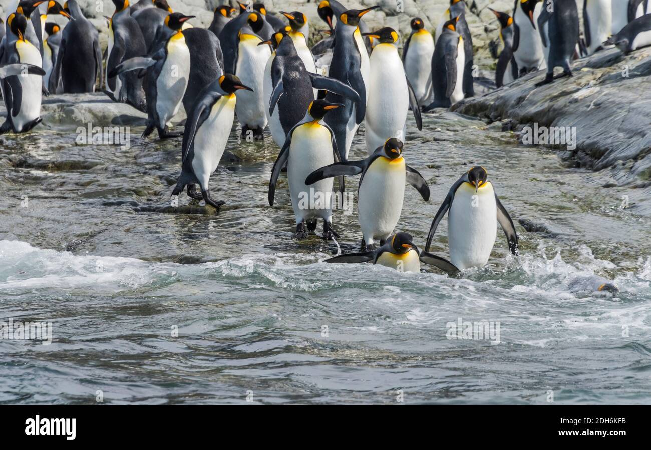 Pinguini re sulla spiaggia, Gold Harbour, Georgia del Sud, Antartide Foto Stock