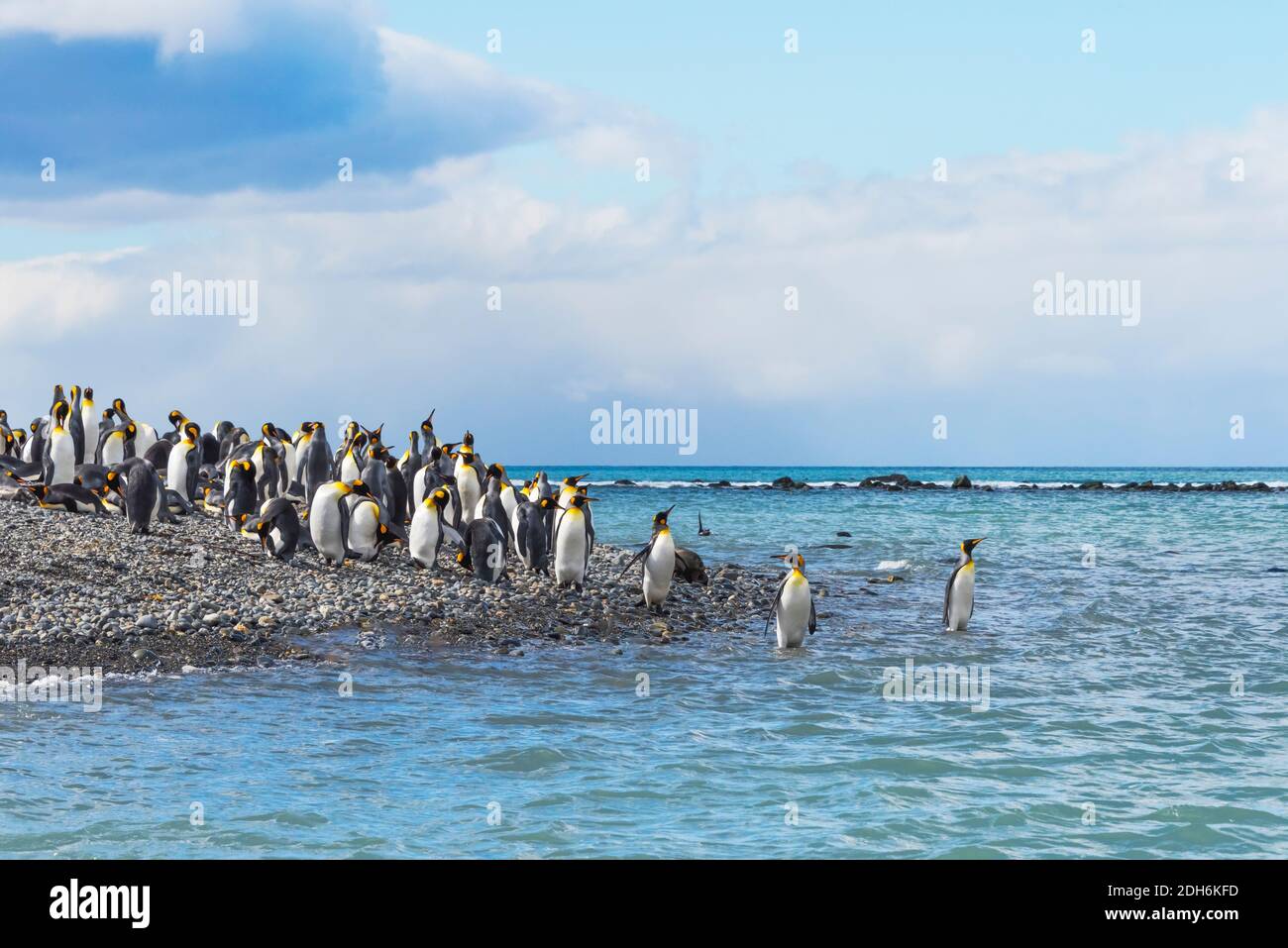 Pinguini re sulla spiaggia, Gold Harbour, Georgia del Sud, Antartide Foto Stock
