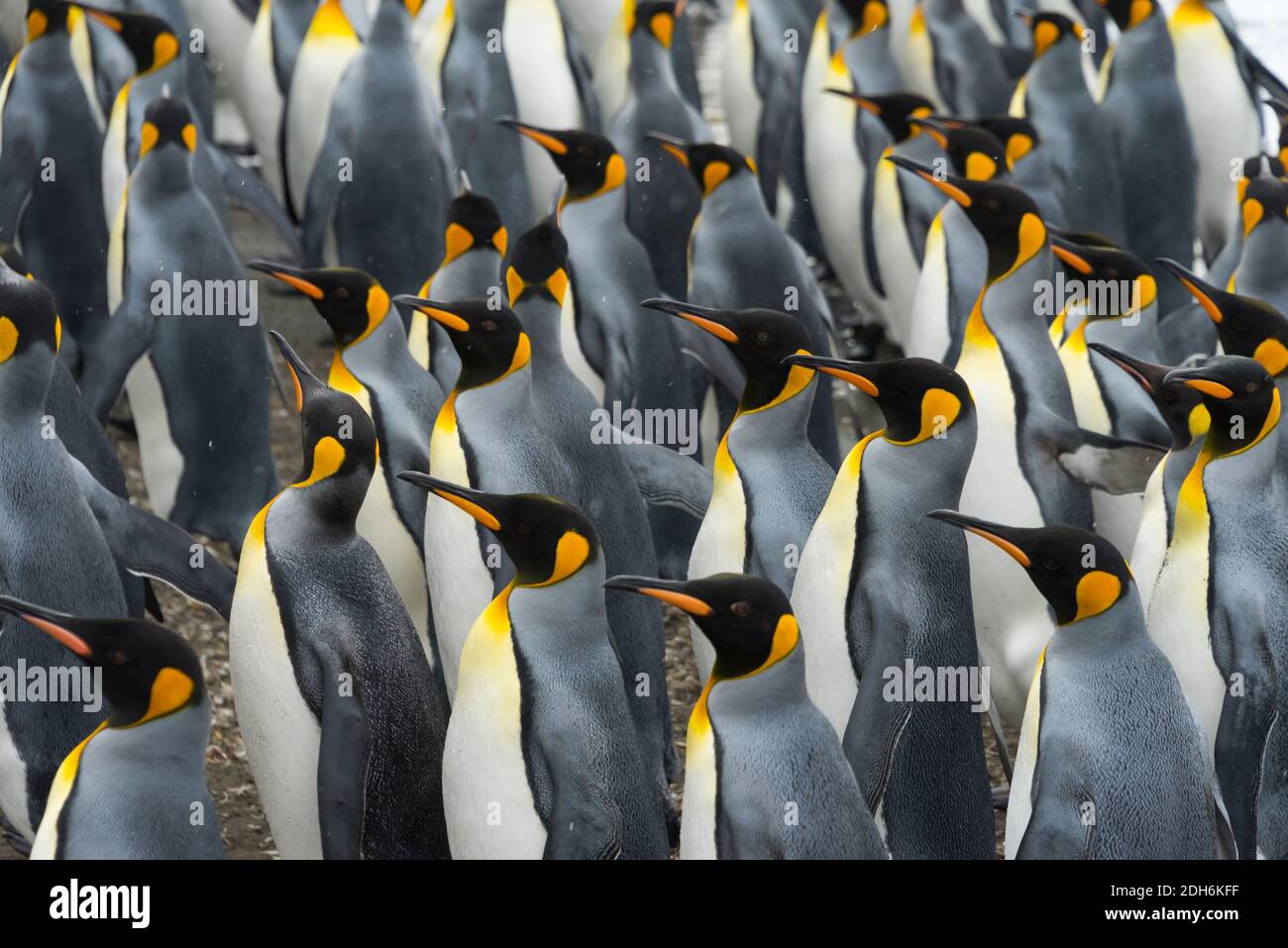 Re pinguini sulla spiaggia, St. Andrews Bay, Georgia del Sud, Antartide Foto Stock