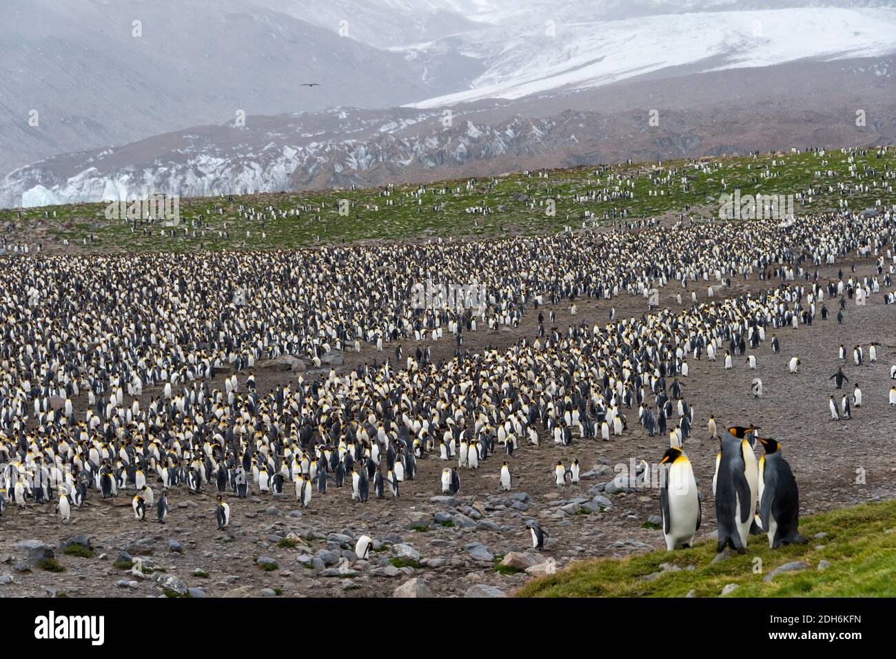 Re colonia di pinguini, St. Andrews Bay, Georgia del Sud, Antartide Foto Stock