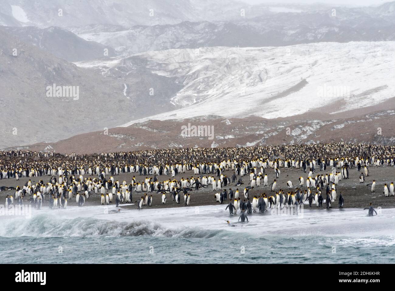 Re pinguini sulla spiaggia, St. Andrews Bay, Georgia del Sud, Antartide Foto Stock