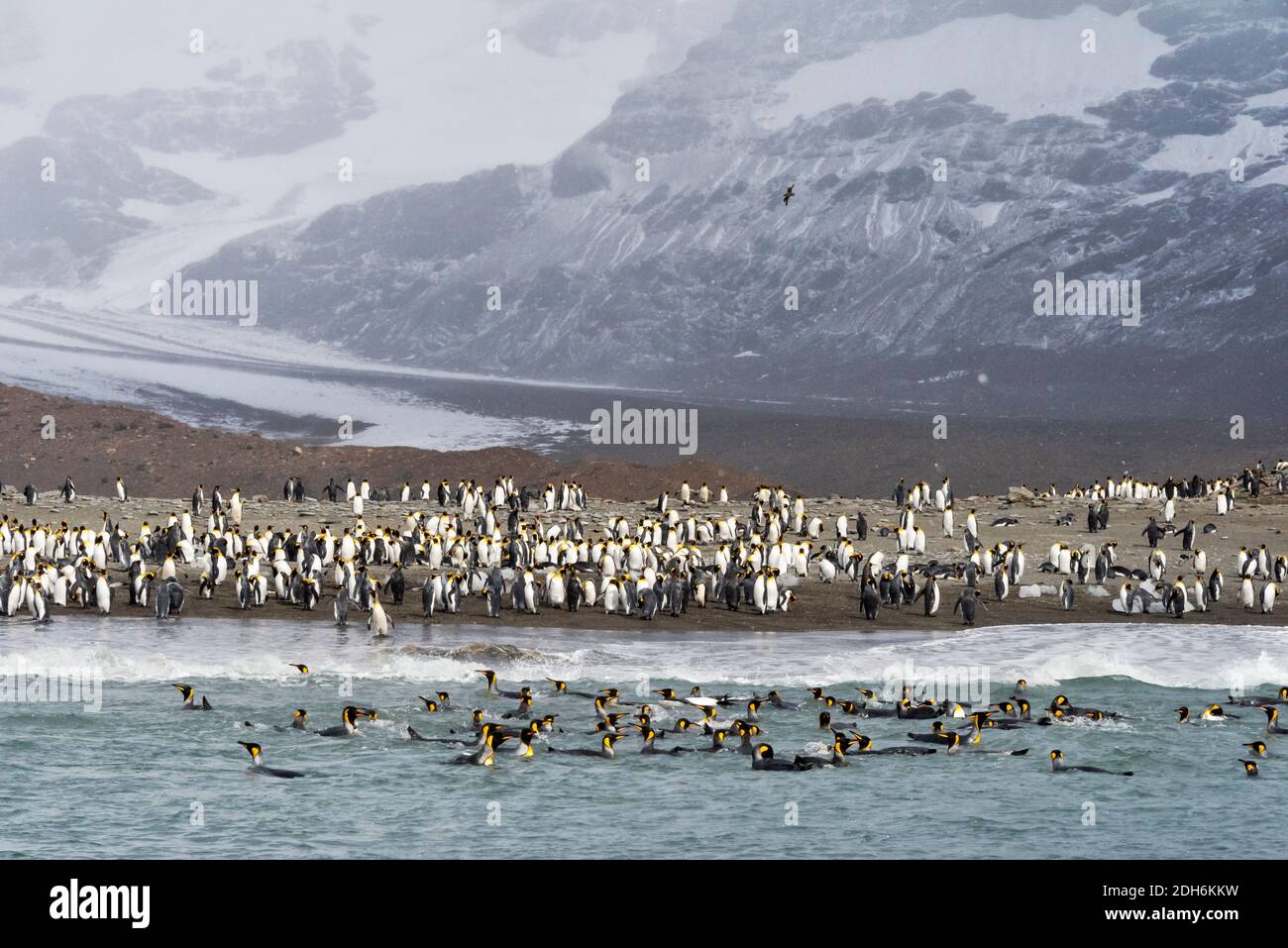 Re pinguini sulla spiaggia, St. Andrews Bay, Georgia del Sud, Antartide Foto Stock