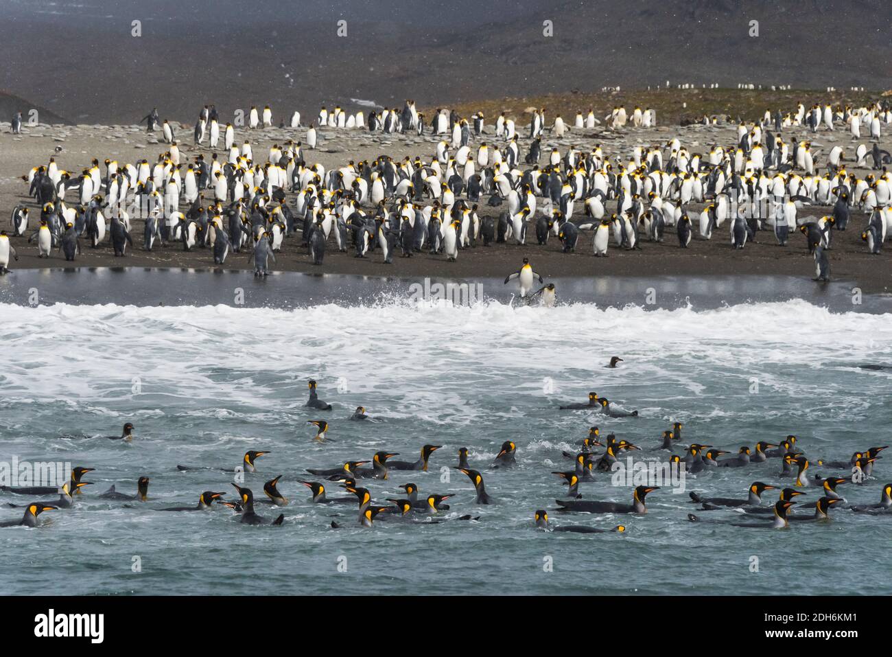 Re pinguini sulla spiaggia, St. Andrews Bay, Georgia del Sud, Antartide Foto Stock