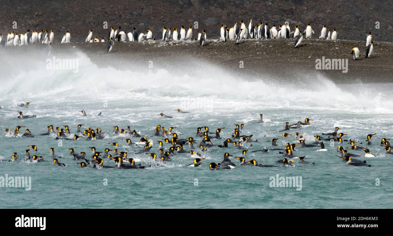 Pinguini King sulla spiaggia, St. Andrews Bay, South Georgia Island Foto Stock