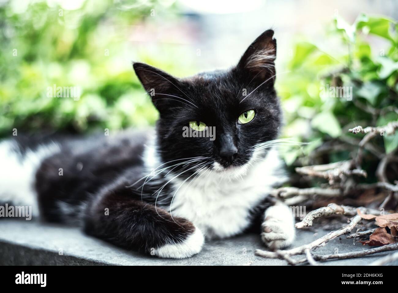 Il gatto bianco macchiato con occhi verdi Foto Stock