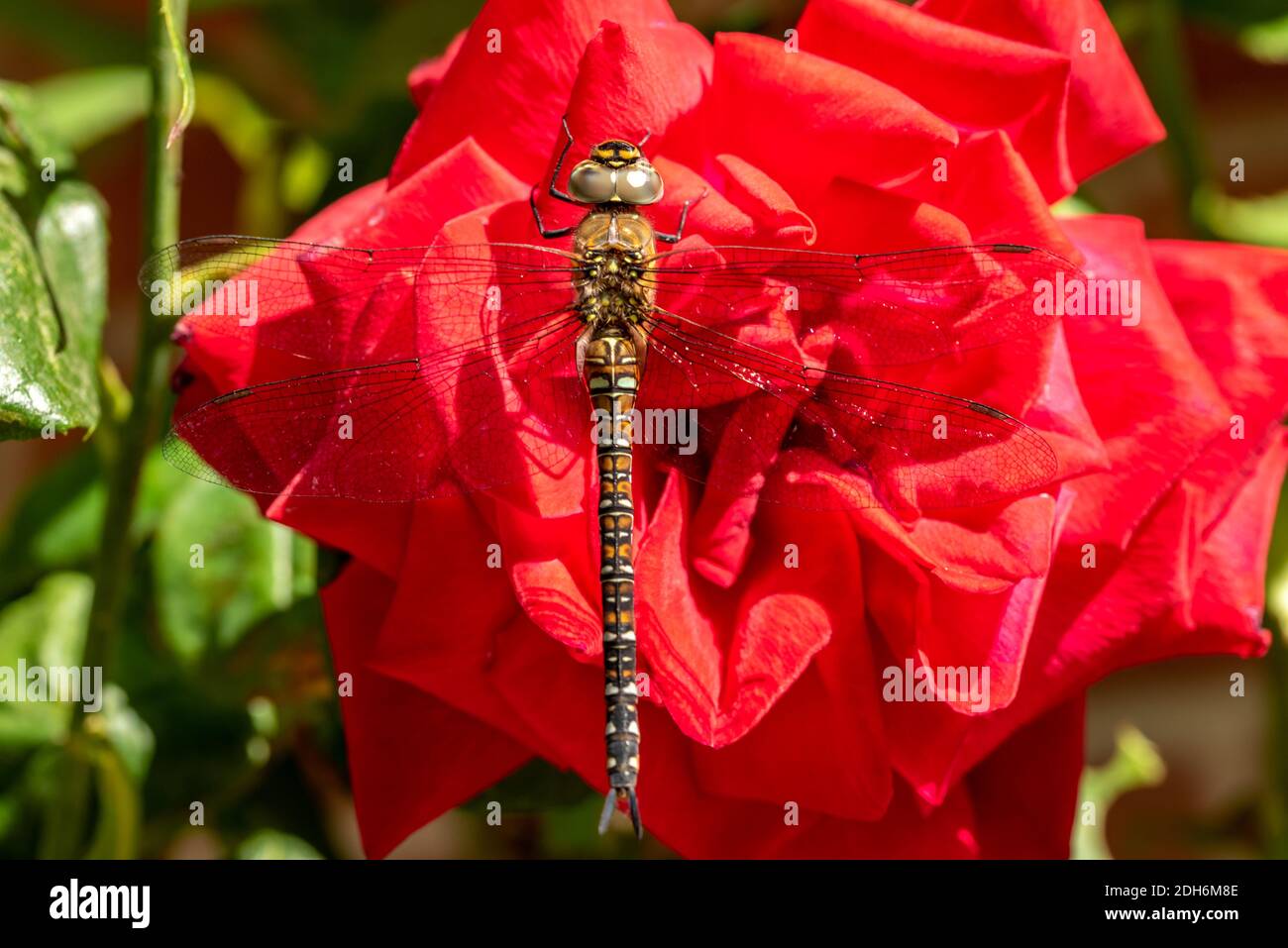 Mosaik marrone dragon-fly Foto Stock