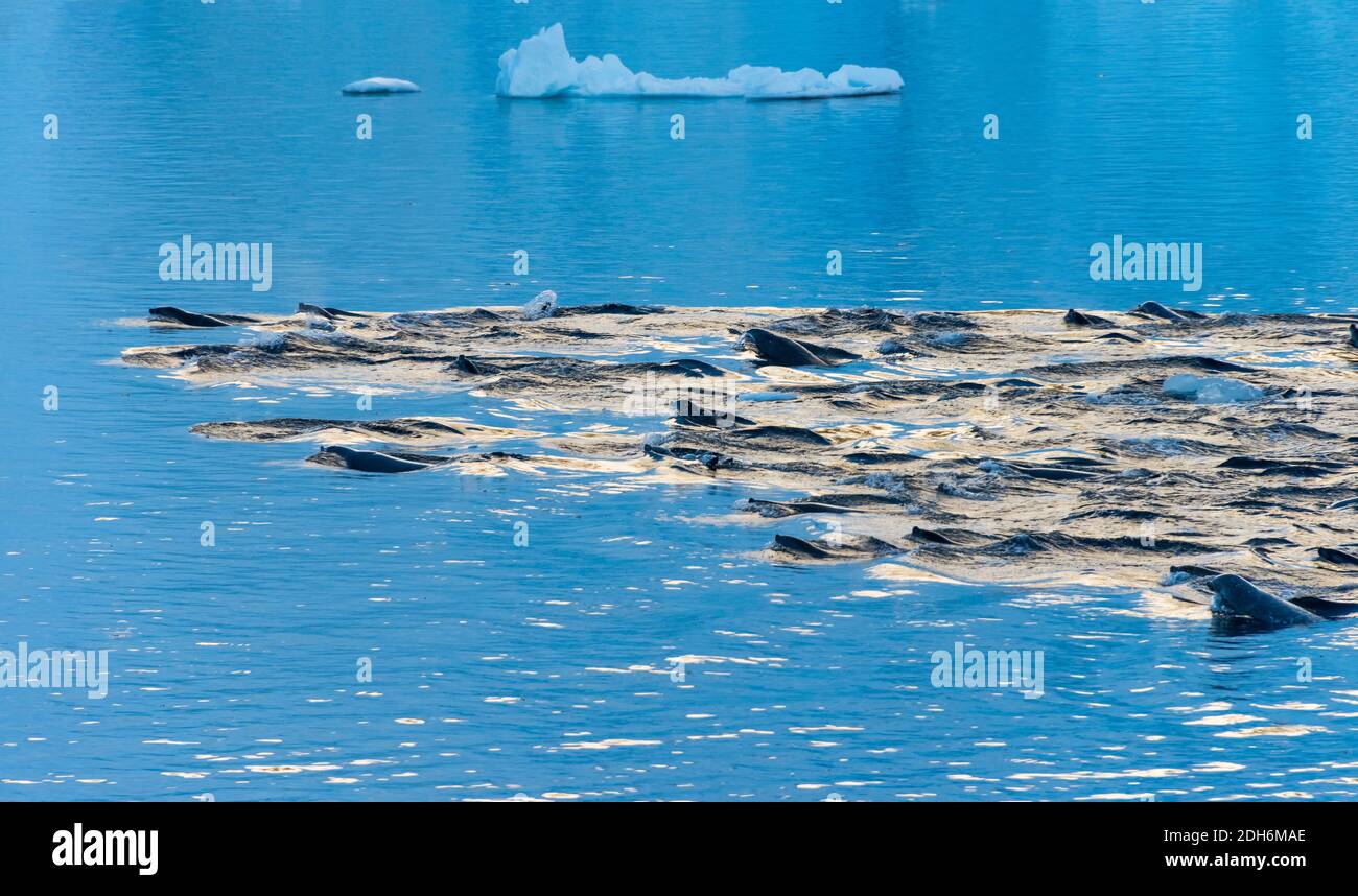 Foche che nuotano nell'Oceano Atlantico del Sud, Antartide Foto Stock