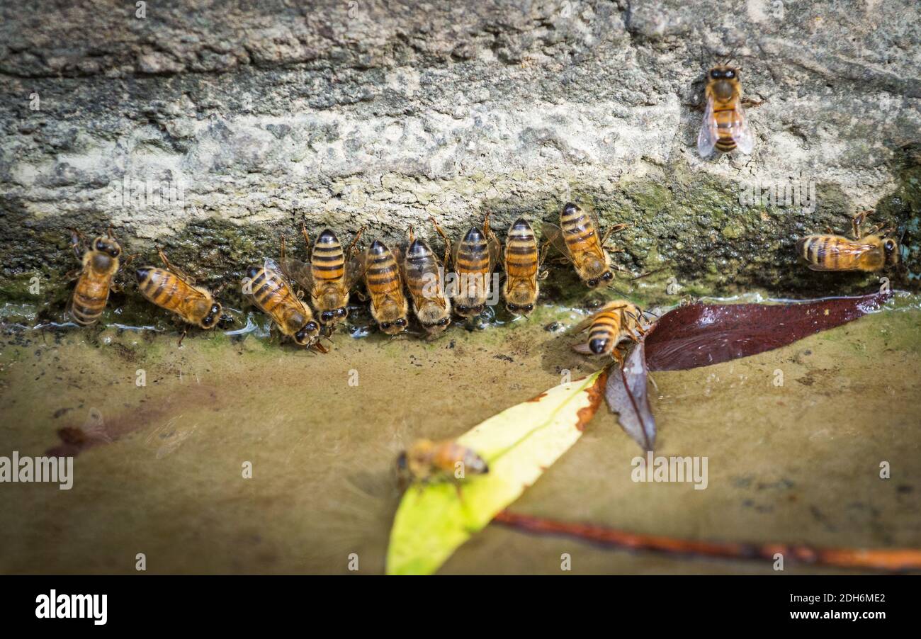 Api in un luogo dove bere Foto Stock