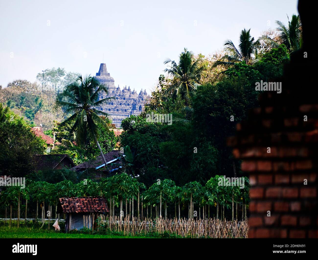 La cima del tempio Borobudur tra gli alberi che incorniciarlo Foto Stock