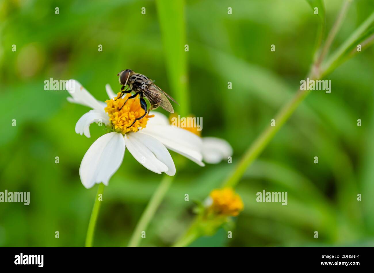 Vola su Spanish Needle Foto Stock