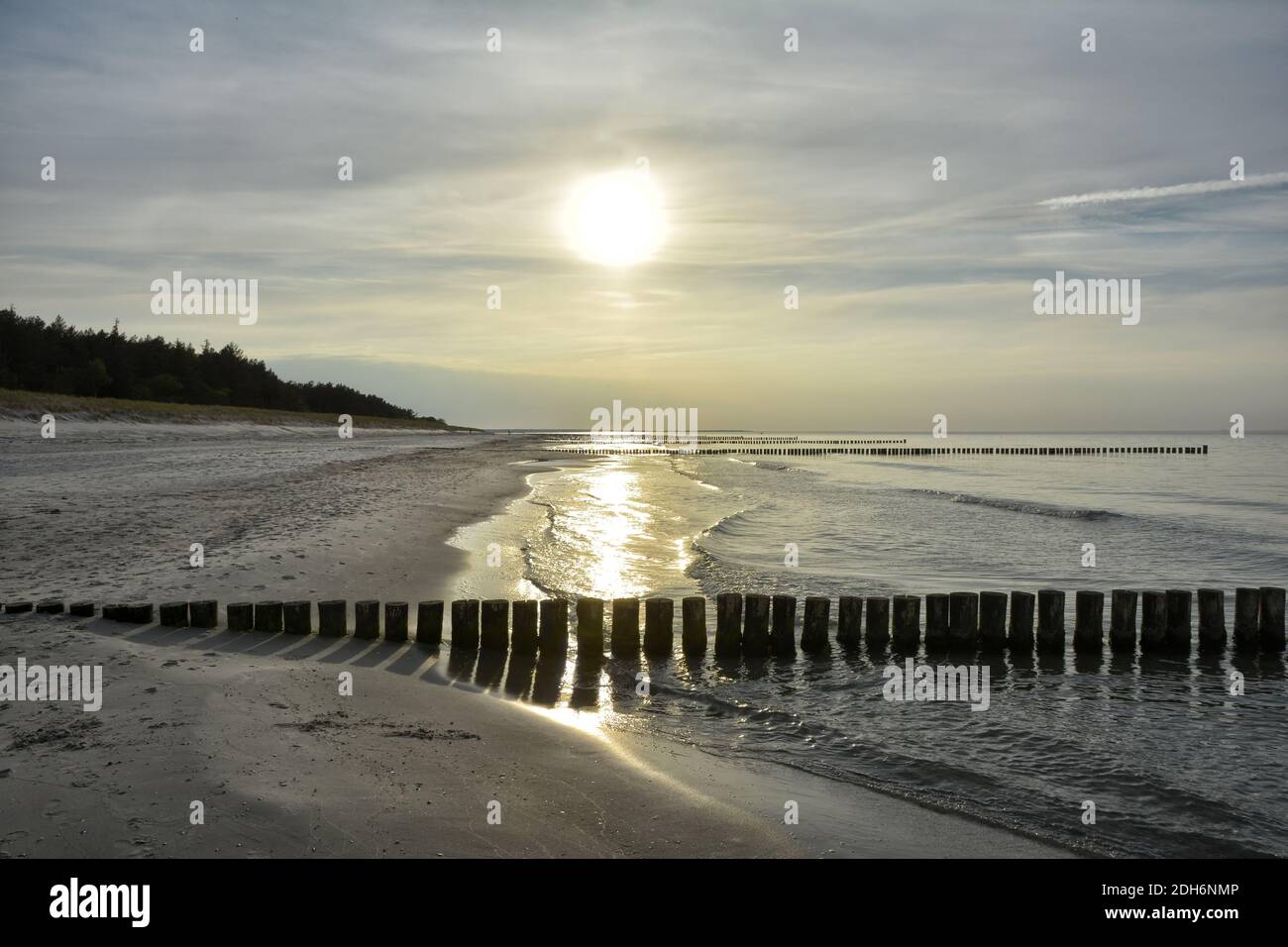 Mar Baltico Foresta di Darss spiaggia occidentale 7 Foto Stock