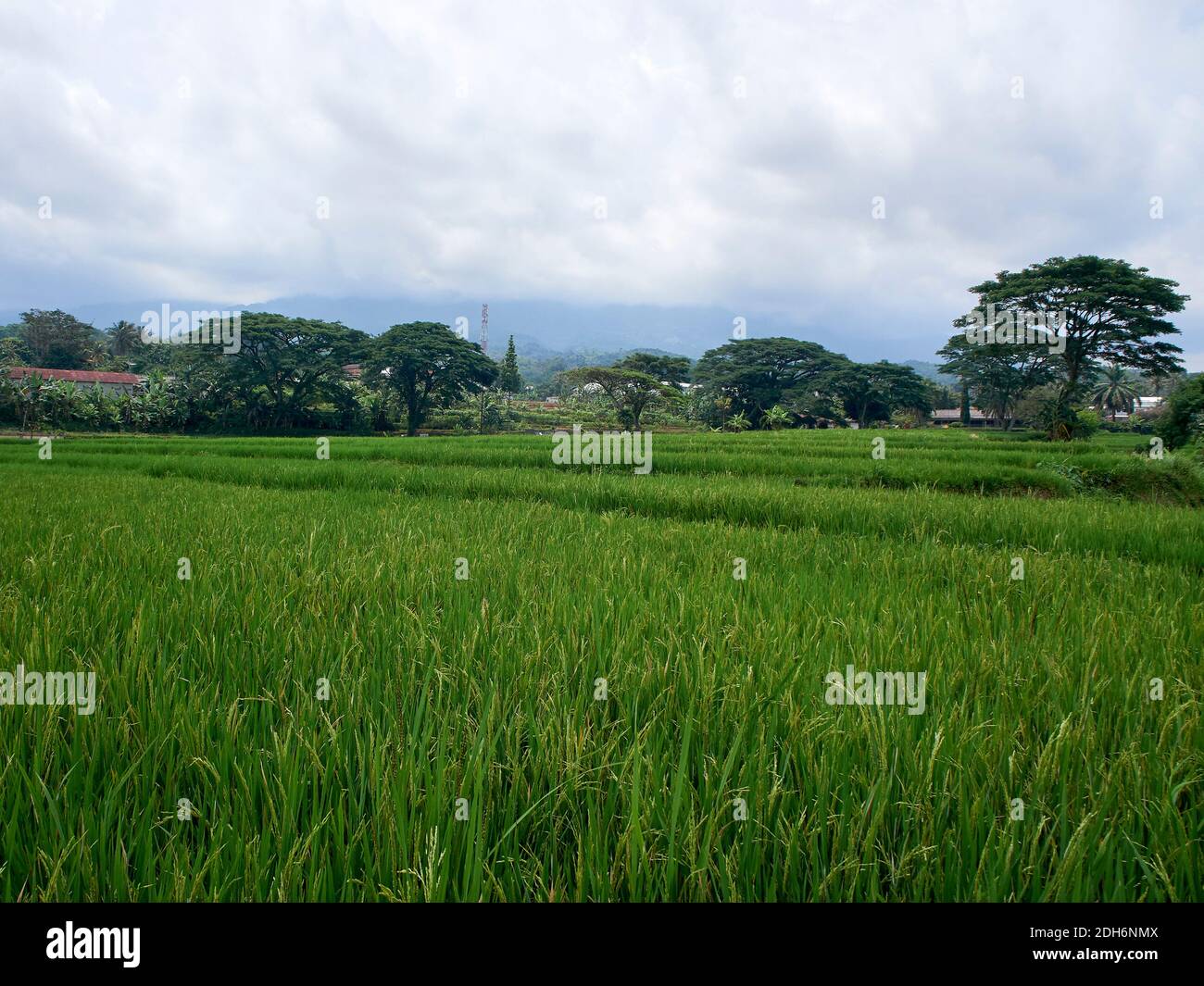 Una vasta distesa di campi di riso verdi in giava occidentale, Indonesia Foto Stock
