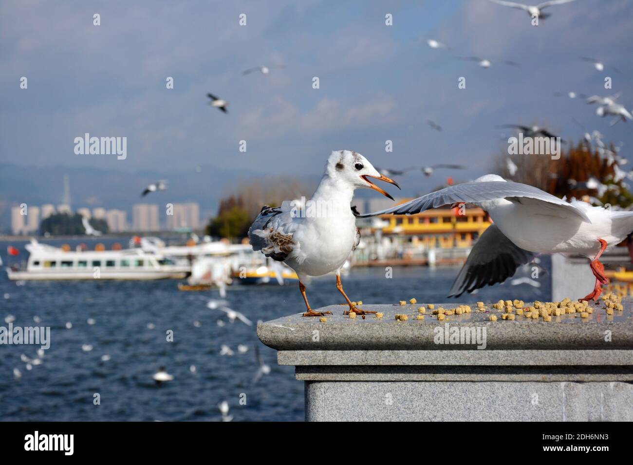 Due Larus ridibundus combattono per il foraggio sulla piattaforma al mattino soleggiato Foto Stock
