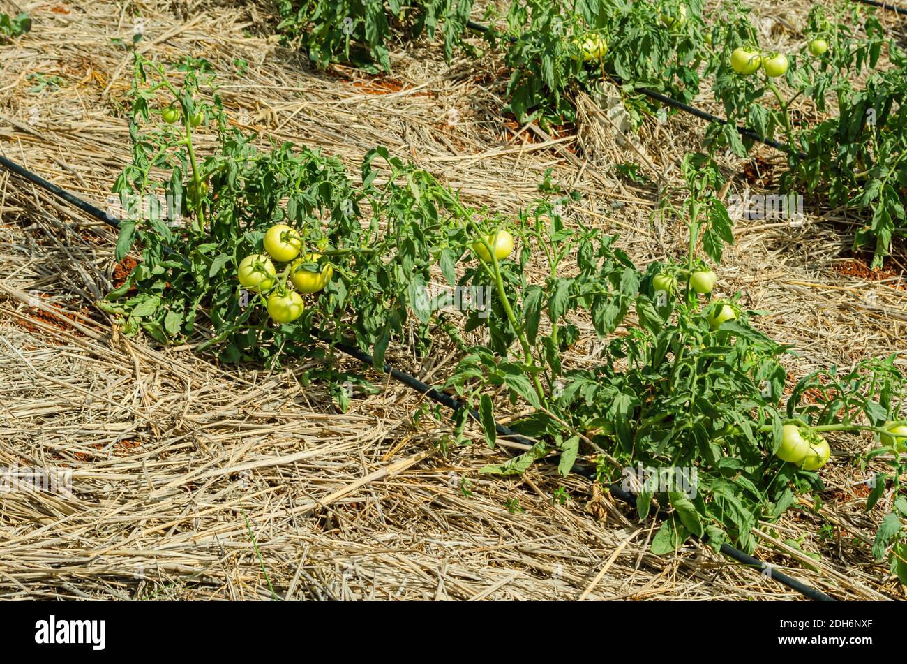 Pomodori maturi nel giardino di irrigazione di gocciolamento Foto Stock