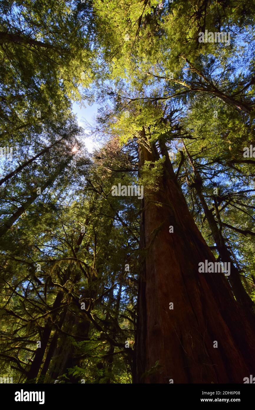 Vecchi alberi di crescita in Avatar Grove, Vancouver, British Columbia Foto Stock