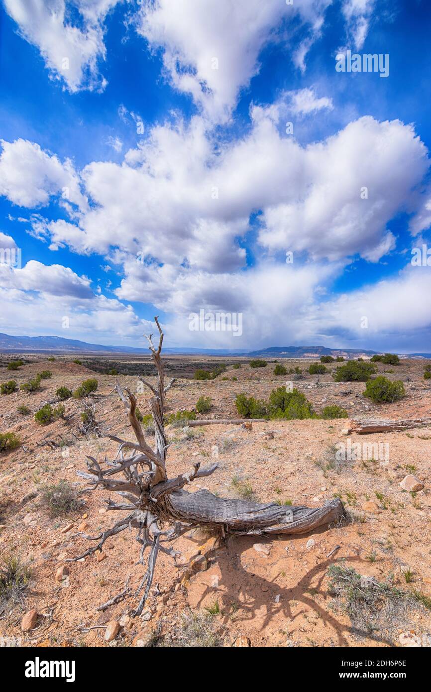 Nuovo Messico arido paesaggio Foto Stock