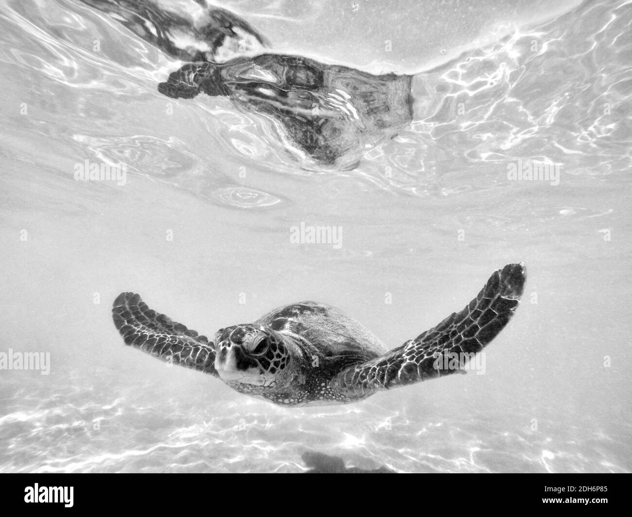 Nuoto Hawaiian tartaruga di mare verde (Chelonia mydas) Grande Isola, Hawaii Foto Stock