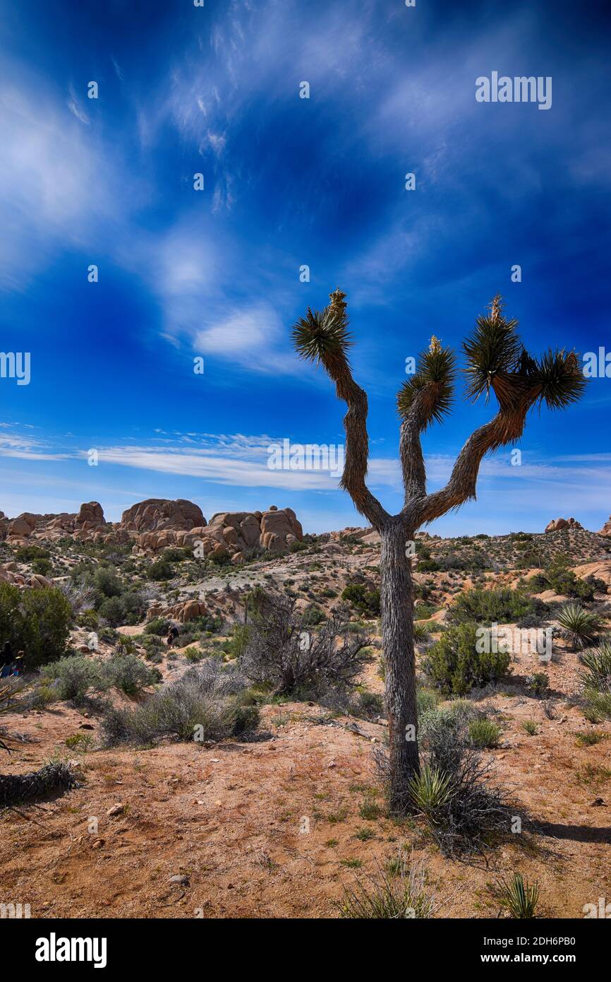 Joshua Tree (Yucca brevifolia) nel Parco Nazionale di Joshua Tree Foto Stock