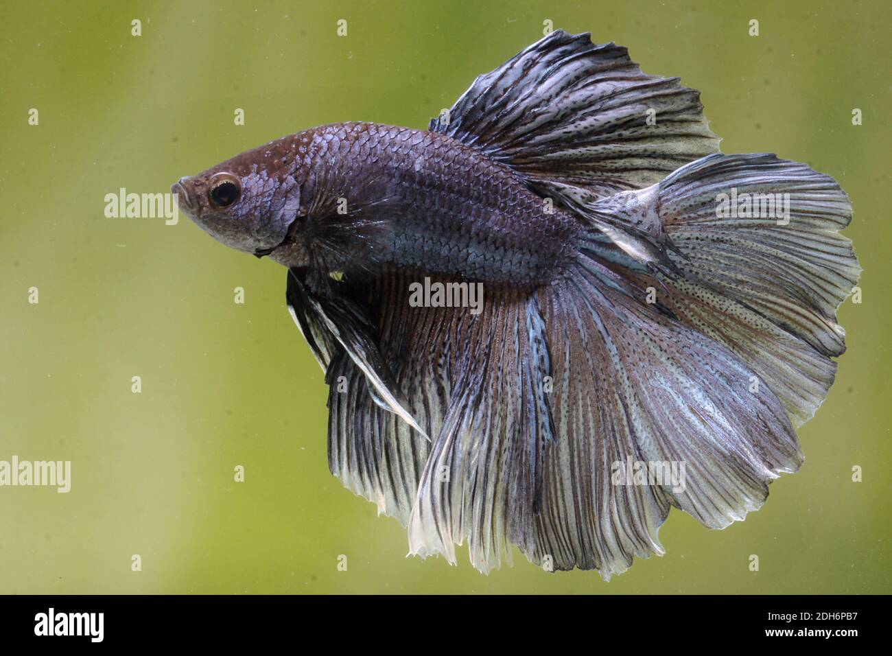 Un tipo di rosa di mezzaluna betta splendens (Betta sp) sta nuotando con grazia. Foto Stock